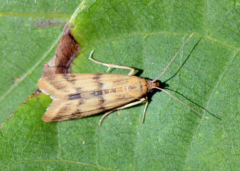 4 Pyralidae da confermare